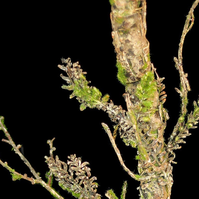 New Withered Vines Artificial  - Christmas Tree Artificial review and price